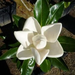 Magnolia Little Gem -Green Plant Corner 0 2