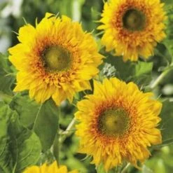 Sunflower Double Delight - Seed
