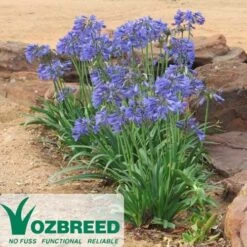 Agapanthus Bingo Blue -Green Plant Corner 2013 10 bingo blue 500 2