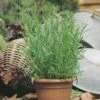 Tarragon - Seed 2 Tarragon - Seed -Green Plant Corner 500 tarragon russian