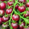 Tomato Black Cherry Organic - Seed -Green Plant Corner 500 tomato black cherry