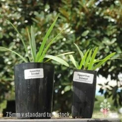 Agapanthus Snowball - 75mm BIGGER Size -Green Plant Corner 75mm v 42mm pots