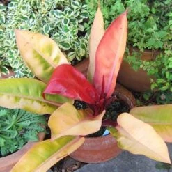 Philodendron Prince Of Orange -Green Plant Corner acalypha godseffiana coprosma marble queen philo prince of orange fuchsia magellanica aurea flickr cultiva413