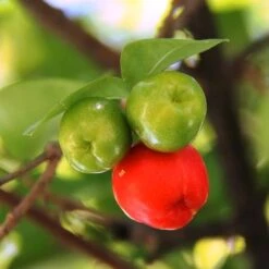 Malpighia Pixie - Acerola -Green Plant Corner acerola fruits 1