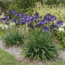 Agapanthus Buccaneer -Green Plant Corner agapanthus buccaneer 1