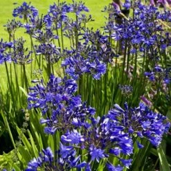 Agapanthus Purple Cloud -Green Plant Corner agapanthus hyperblue planting