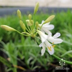 Agapanthus Silver Baby -Green Plant Corner agapanthus silver baby flowering