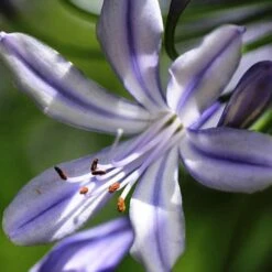 Agapanthus Streamline 19 Agapanthus Streamline -Green Plant Corner agapanthus streamline type close