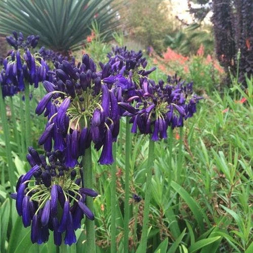 Agapanthus Black Magic 3 Agapanthus Black Magic