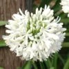 Agapanthus Snowball -Green Plant Corner agapanthus snowball 1
