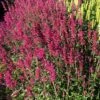Agastache Heather Queen - Seed 1 Agastache Heather Queen - Seed -Green Plant Corner agastache 500 4