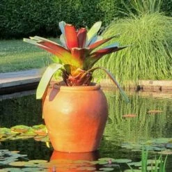 Alcantarea Imperialis Rubra - Bromeliad -Green Plant Corner alcantarea imperialis rubra flickr cultivar413