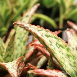 Aloe Pink Blush - Succulent -Green Plant Corner aloe pink blush leaf closeup