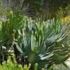 Aloe Plicatilis - Fan Aloe - Succulent -Green Plant Corner aloe plicatilis flickr bernard dupont 2