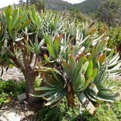 Aloe Plicatilis - Fan Aloe - Succulent 19 Aloe Plicatilis - Fan Aloe - Succulent -Green Plant Corner aloe plicatilis flickr bernard dupont
