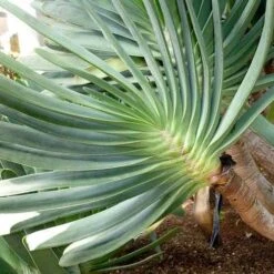 Aloe Plicatilis - Fan Aloe - Succulent 16 Aloe Plicatilis - Fan Aloe - Succulent -Green Plant Corner aloe plicatilis flickr jesus cabrera 1