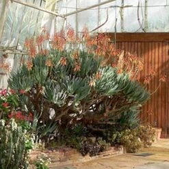 Aloe Plicatilis - Fan Aloe - Succulent 17 Aloe Plicatilis - Fan Aloe - Succulent -Green Plant Corner aloe plicatilis flickr laurent houmeau