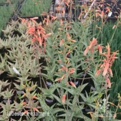 Aloe Quicksilver - Succulent -Green Plant Corner aloe quicksilver tubestock flowering