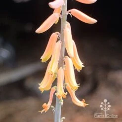 Aloe Vera - Succulent -Green Plant Corner aloe vera flowers nursery