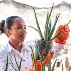 Aloe Vera - Succulent -Green Plant Corner aloe growing