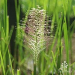 Pennisetum Alopecuroides - Swamp Fountain Grass -Green Plant Corner alopec new seedhead
