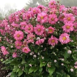 Anemone Fall In Love Sweetly- Japanese Anemone -Green Plant Corner anemone fall in sweetly plant