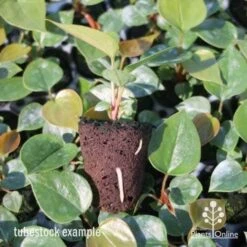 Anthurium White Winner -Green Plant Corner anthurium plug 7