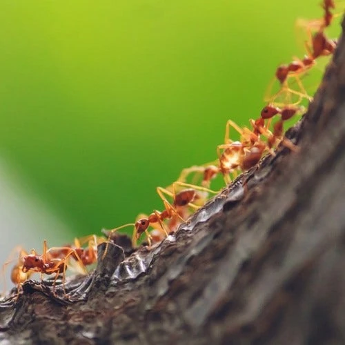 Granular Ant Killer 500g 4 Granular Ant Killer 500g - Image 2