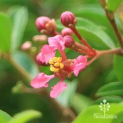 Malpighia Pixie - Acerola -Green Plant Corner apo acerola flower