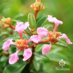 Malpighia Pixie - Acerola -Green Plant Corner apo acerola flowers