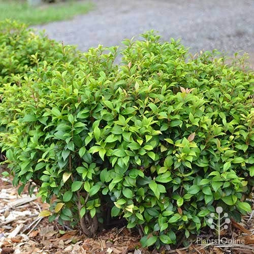 Acmena Allyn Magic 10 Acmena Allyn Magic - Image 8