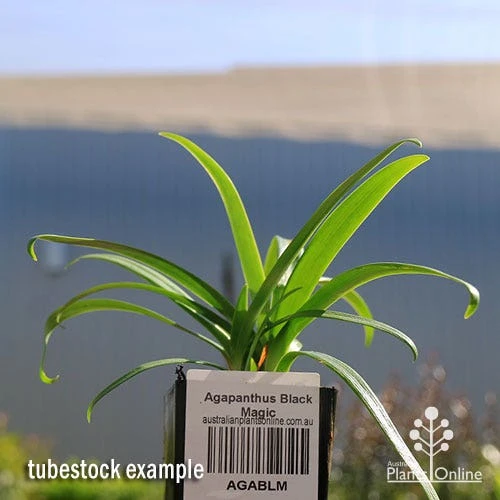 Agapanthus Black Magic 6 Agapanthus Black Magic - Image 4