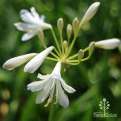 Agapanthus Silver Baby -Green Plant Corner apo agapanthus silver baby flower
