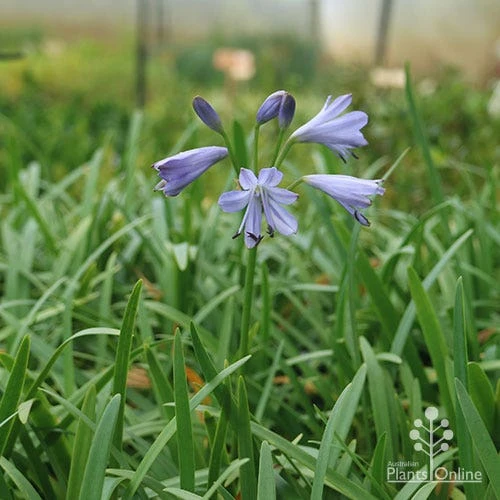 Agapanthus Streamline 6 Agapanthus Streamline - Image 4