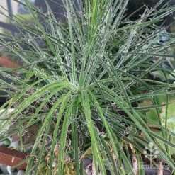 Agave Geminiflora - Succulent -Green Plant Corner apo agave in barrow 1