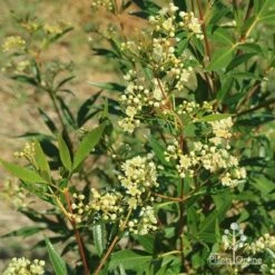 Ceratopetalum Alberys Red - Christmas Bush -Green Plant Corner apo alberys red ceratopetalum flowering sept