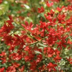 Ceratopetalum Alberys Red - Christmas Bush -Green Plant Corner apo alberys red flowers november