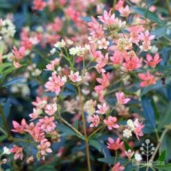 Ceratopetalum Alberys Red - Christmas Bush -Green Plant Corner apo alberys red pre flowering