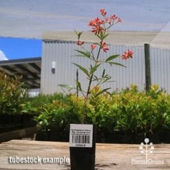 Ceratopetalum Alberys Red - Christmas Bush -Green Plant Corner apo alberys tubestock 1