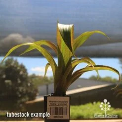 Alcantarea Imperialis Rubra - Bromeliad -Green Plant Corner apo alcantarea rubra tubestock large