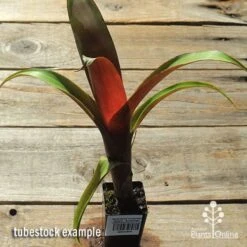 Alcantarea Imperialis Rubra - Bromeliad -Green Plant Corner apo alcantarea rubra tubestock top