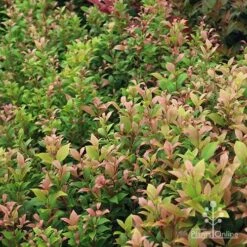 Acmena Allyn Magic 15 Acmena Allyn Magic -Green Plant Corner apo allyn magic green pink phase