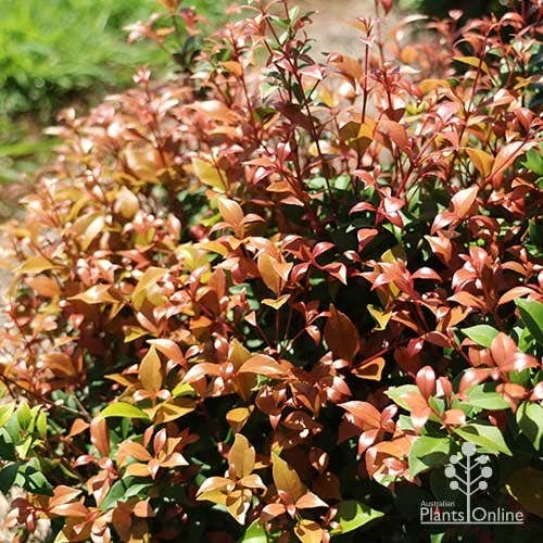 Acmena Allyn Magic 4 Acmena Allyn Magic - Image 2