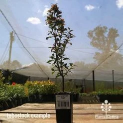 Acmena Allyn Magic 21 Acmena Allyn Magic -Green Plant Corner apo allyn magic tubestoc kside