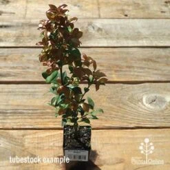 Acmena Allyn Magic 14 Acmena Allyn Magic -Green Plant Corner apo allyn magic tubestock