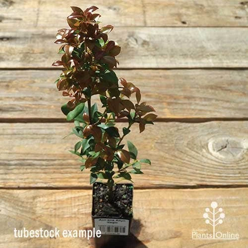 Acmena Allyn Magic 5 Acmena Allyn Magic - Image 3