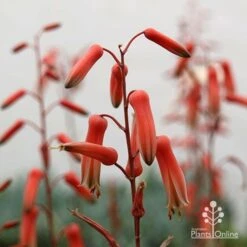 Aloe Pink Blush - Succulent -Green Plant Corner apo aloe pink blush flowers