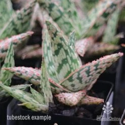 Aloe Pink Blush - Succulent -Green Plant Corner apo aloe pink blush tubestock
