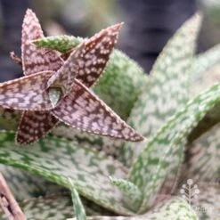 Aloe Quicksilver - Succulent -Green Plant Corner apo aloe quicksilver colours