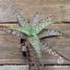 Aloe Quicksilver - Succulent -Green Plant Corner apo aloe quicksilver pink top